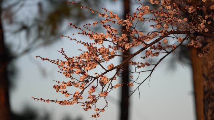 春天开放的梅花