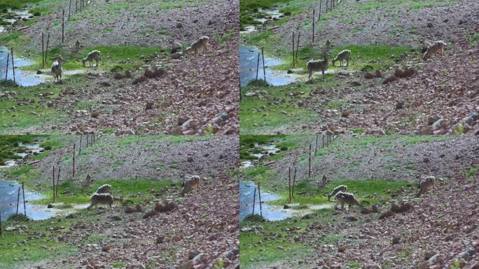 野生动物下山 藏羚羊河边喝水岩羊河边喝水