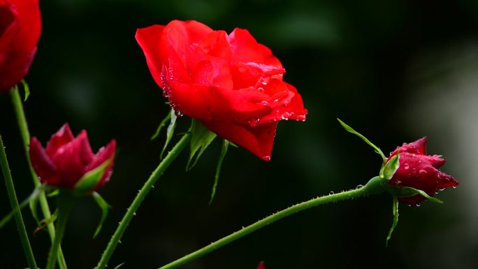 雨中玫瑰2