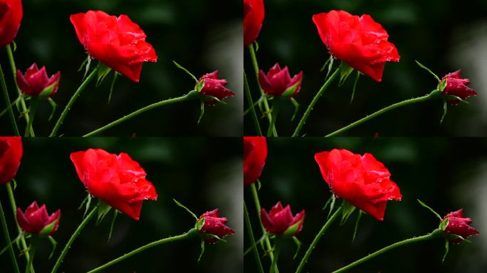 雨中玫瑰2