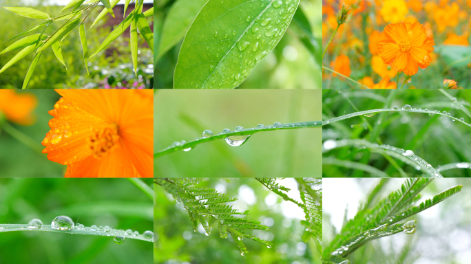 水滴 雨过天晴 水珠