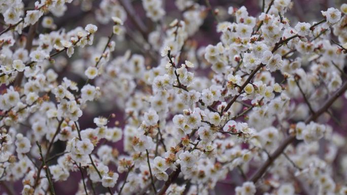 实拍梅花樱花素材