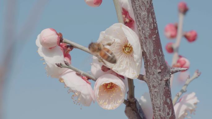 蜜蜂在梅花上采蜜