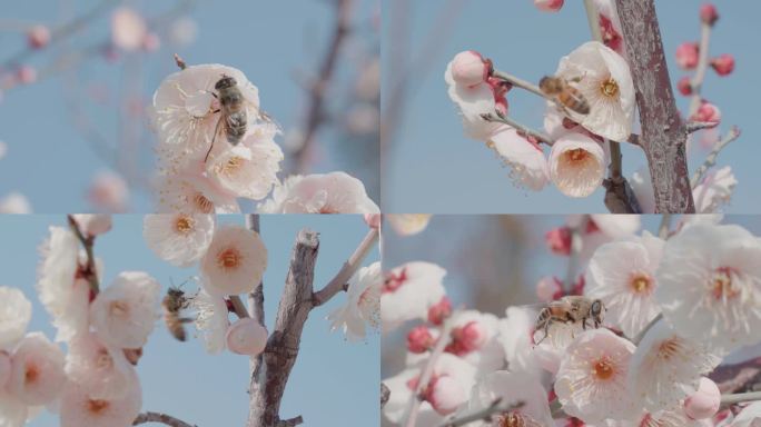 蜜蜂在梅花上采蜜