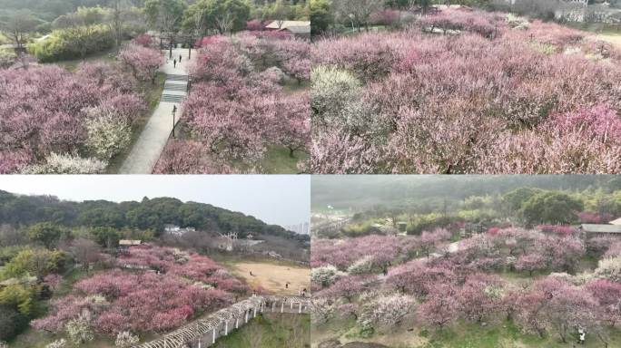 上方山梅花