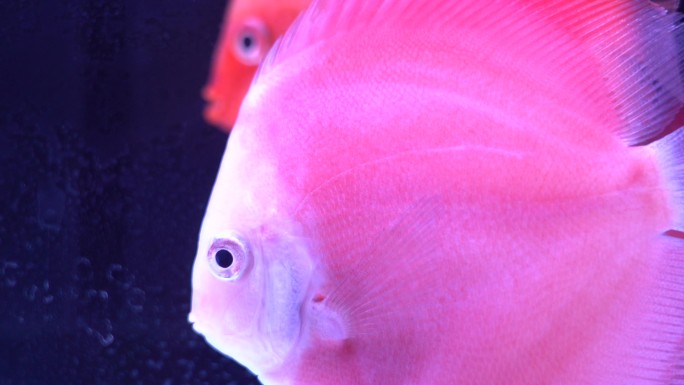 粉色的热带鱼