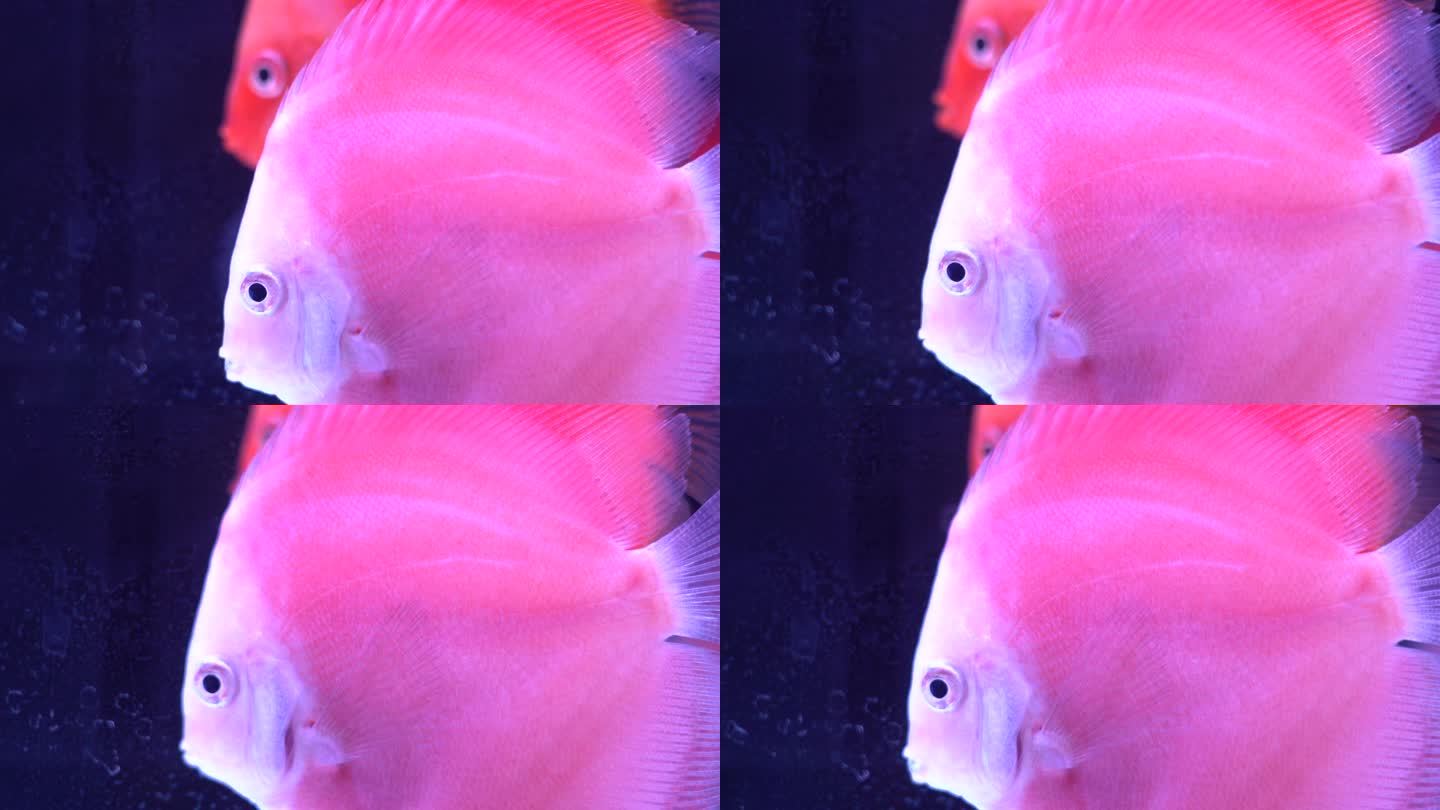 粉色的热带鱼