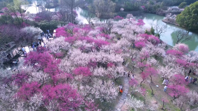 航拍杭州西溪湿地梅花