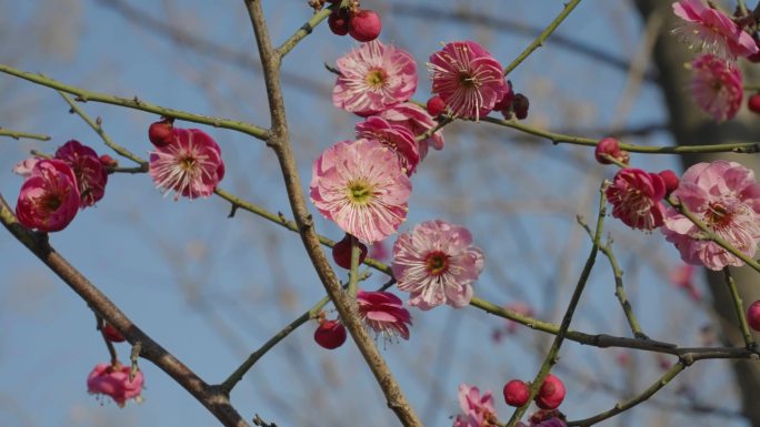 梅花盛开 红梅