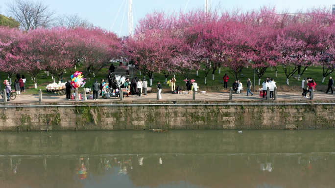 浙江义乌城市春天梅光花海航拍