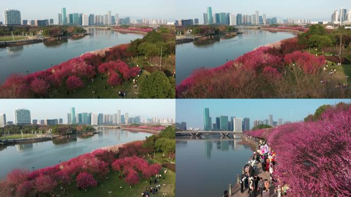 浙江义乌城市春天梅光花海航拍