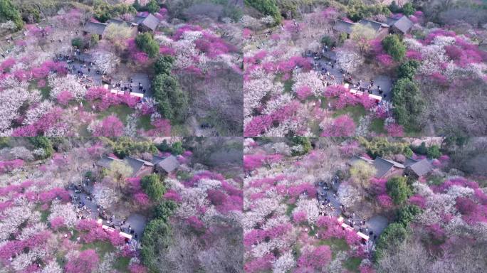 航拍杭州西溪湿地梅花