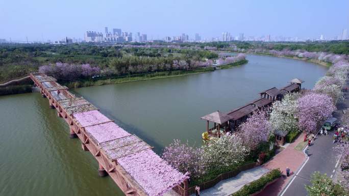 广州海珠国家湿地公园紫荆花海航拍长镜头