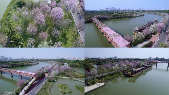 广州海珠国家湿地公园紫荆花海航拍长镜头