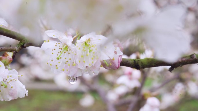 樱桃花 樱花