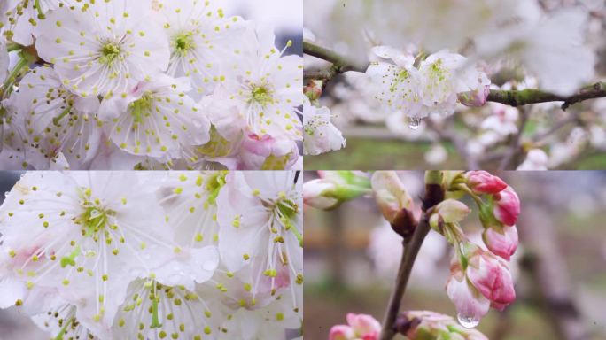 樱桃花 樱花