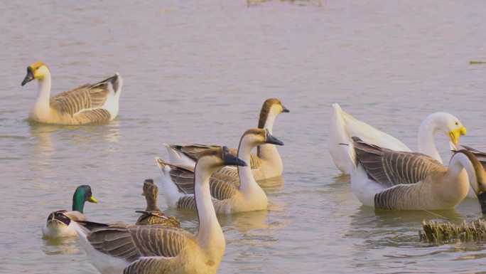 西安浐灞湿地公园飞翔的鸿雁视频实拍