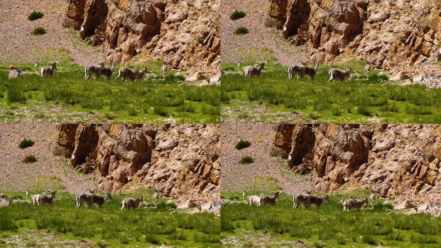 岩羊吃草 野生保护区岩羊 岩羊繁殖