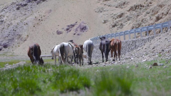 新疆 农牧业 农牧 马匹 马河边吃草