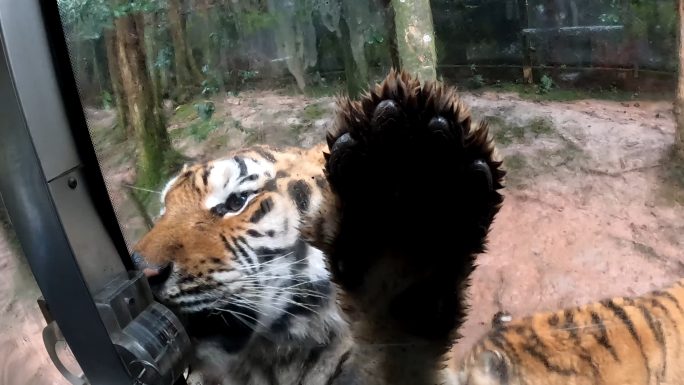 碧峰峡野生动物园猛兽观光车喂老虎