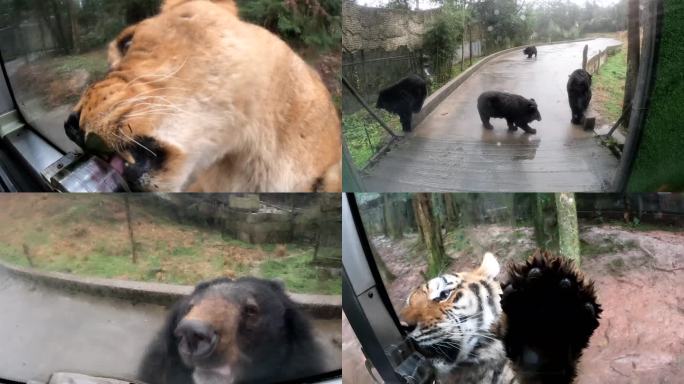 碧峰峡野生动物园猛兽观光车喂老虎