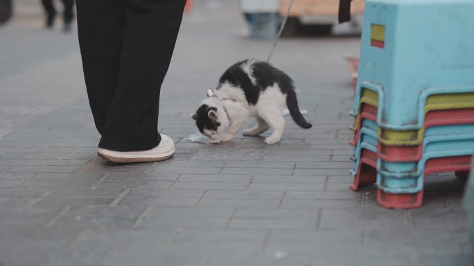 流浪猫小野猫玩耍