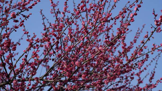 春天开放的梅花