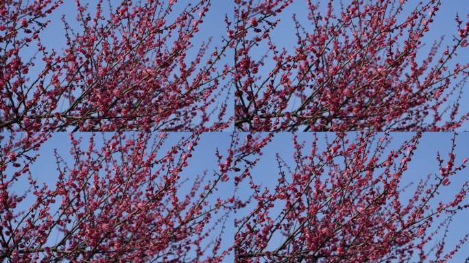 春天开放的梅花