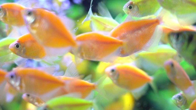 水族馆 金鱼 鲤鱼 热带鱼 鱼群