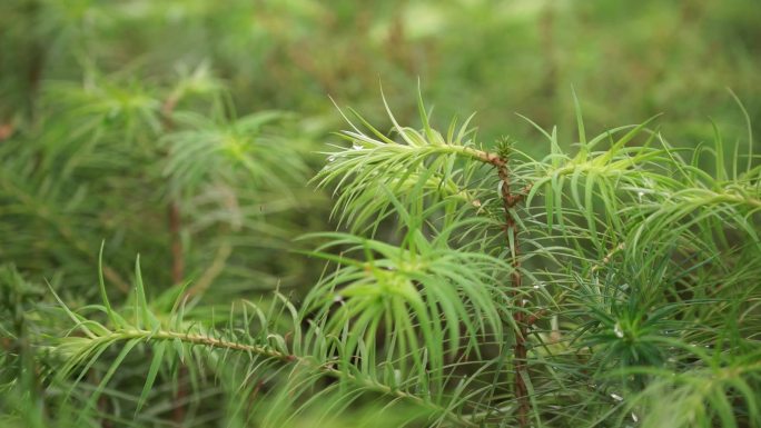 沙树幼苗苗圃树苗植树