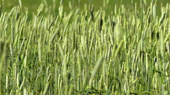 乡村振兴 高原小麦 青稞麦子 春天 生长