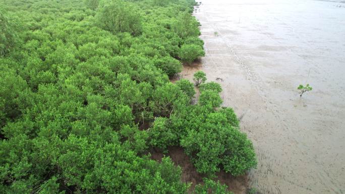 江门台山镇海湾红树林自然保护区航拍