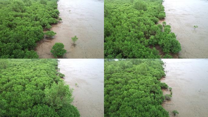 江门台山镇海湾红树林自然保护区航拍