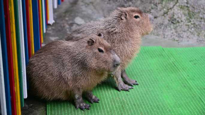 碧峰峡野生动物园水豚