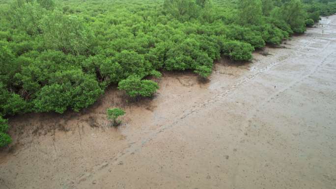 江门台山镇海湾红树林自然保护区航拍