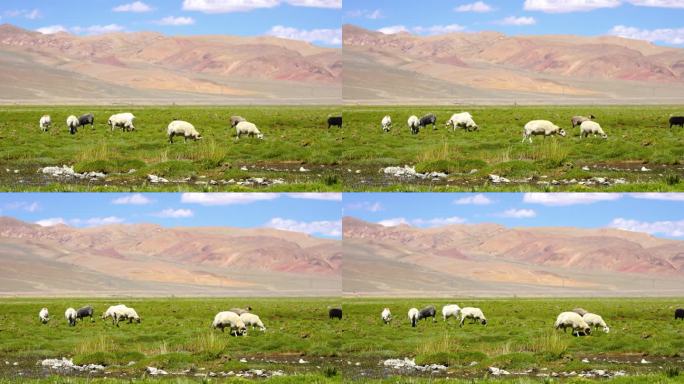 高原羊 羊群 羊群  草原放羊 羊吃草