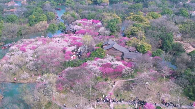 航拍杭州西溪湿地梅花