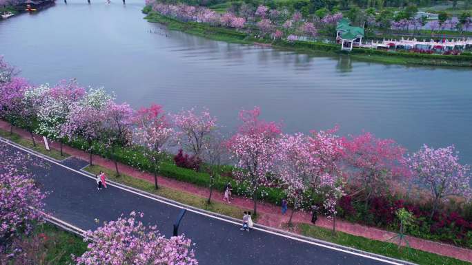 广州海珠湿地公园紫荆花盛开