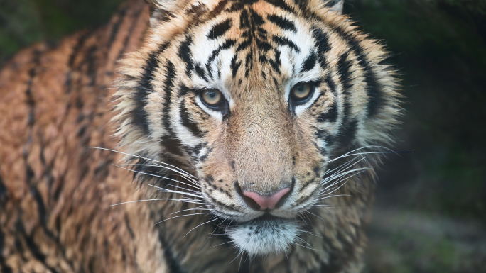 碧峰峡野生动物园猛兽老虎