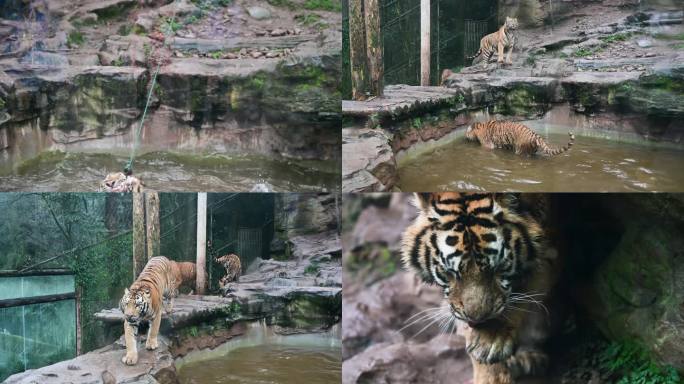 碧峰峡野生动物园猛兽老虎