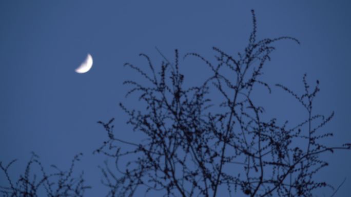 傍晚风景树枝枝头和天空月亮风光风景实拍2