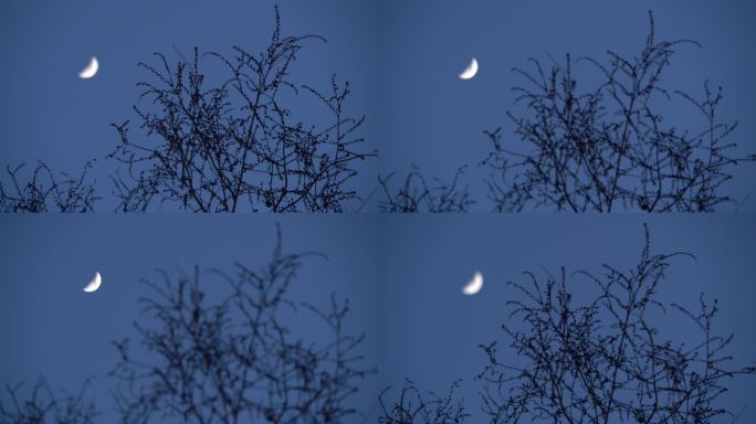 傍晚风景树枝枝头和天空月亮风光风景实拍2