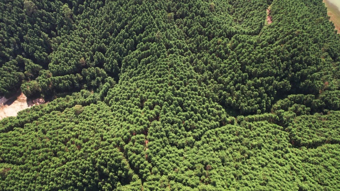 广东台山林场江门绿化生态环境林业基地