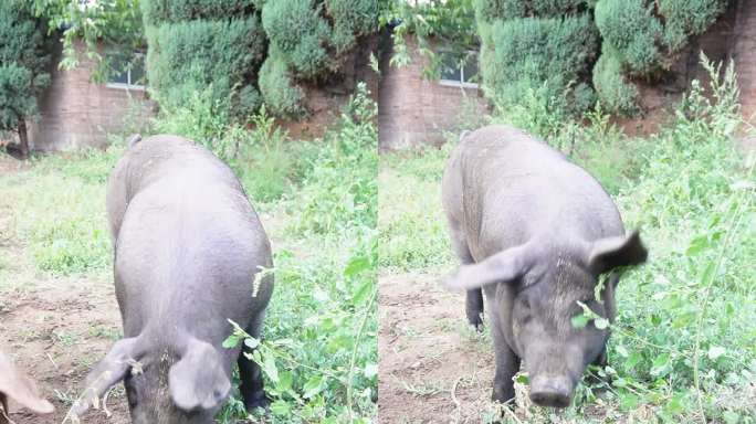 黑猪 猪肉 猪头 山猪 养殖