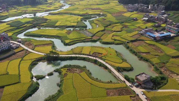 广西靖西市平江村秋色 稻田  田园