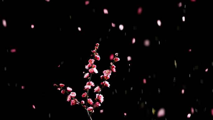 唯美意境慢动作暗调梅花花瓣飘落与雨水落下