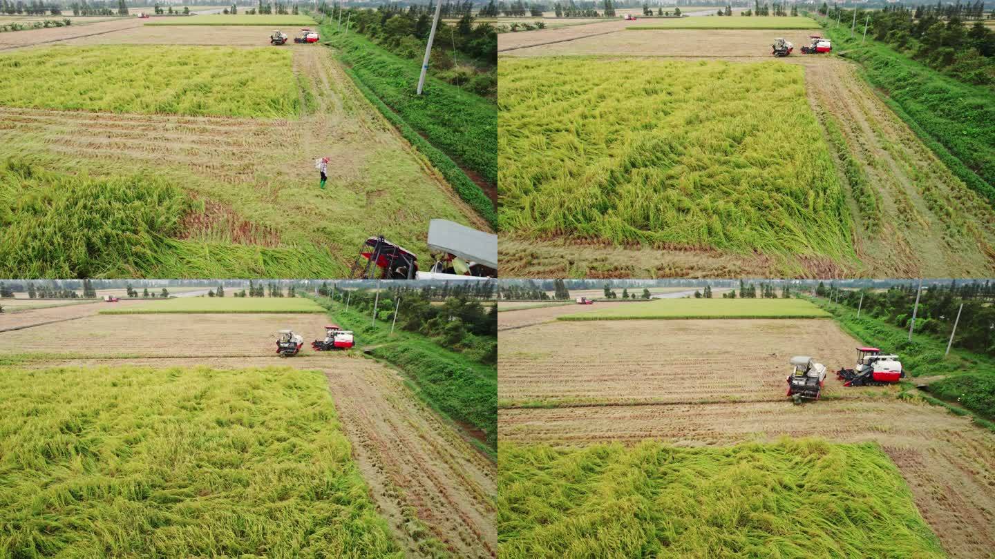 收割机割稻子丰收机械化生产