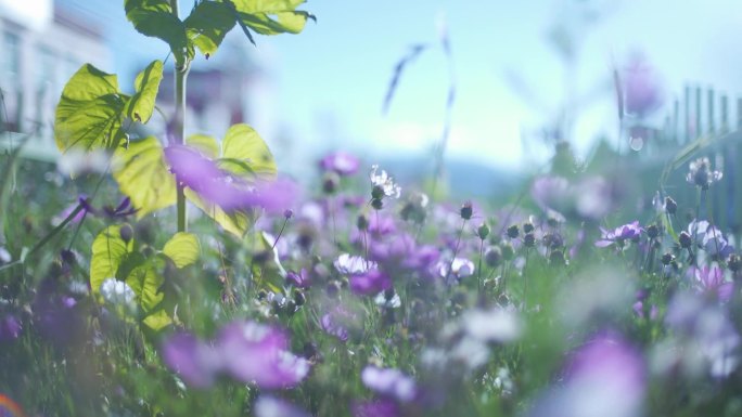 格桑花种植 路边向日葵 阿里绿化带向日葵