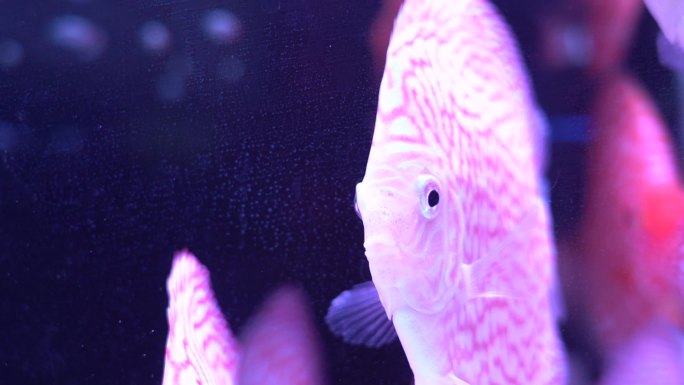 粉色的鱼