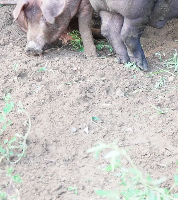 黑猪 猪肉 猪头 山猪 养殖